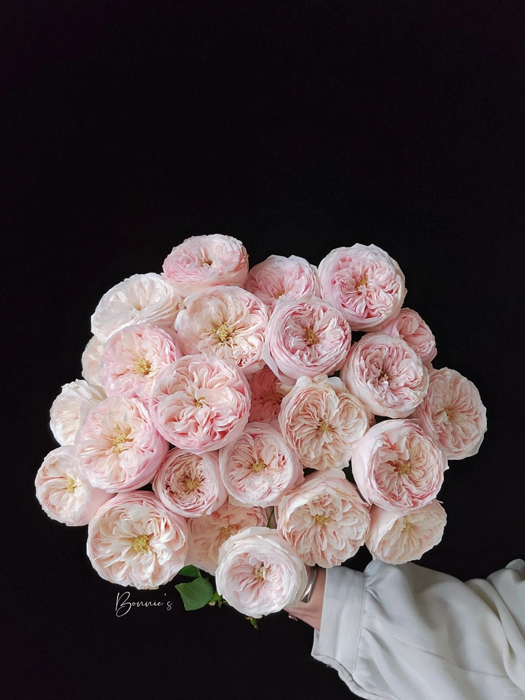 【酷皮】精选酷皮多头玫瑰家居摆放插花云南鲜花优质鲜切花