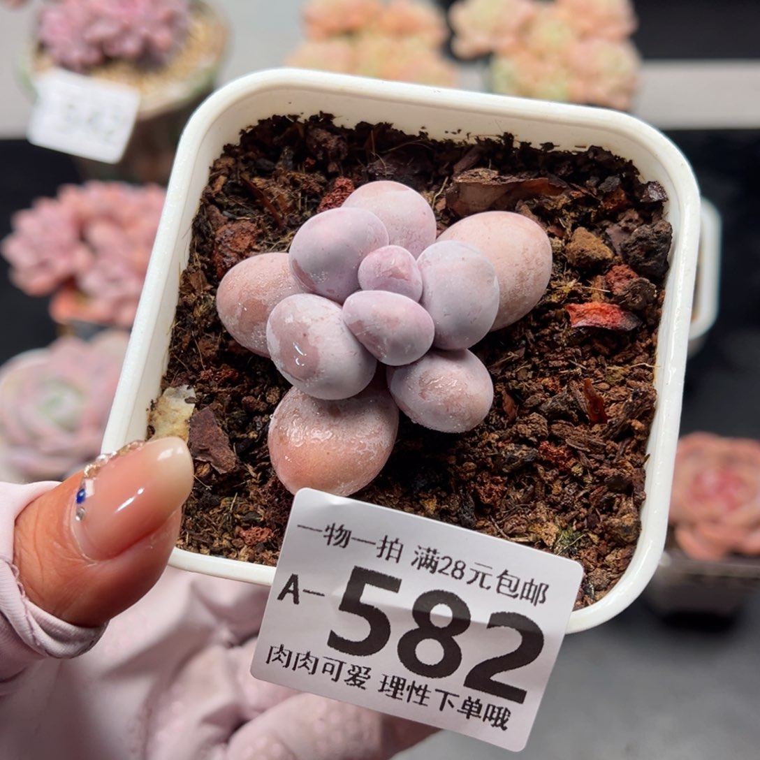 奶酪多肉多肉多肉多肉