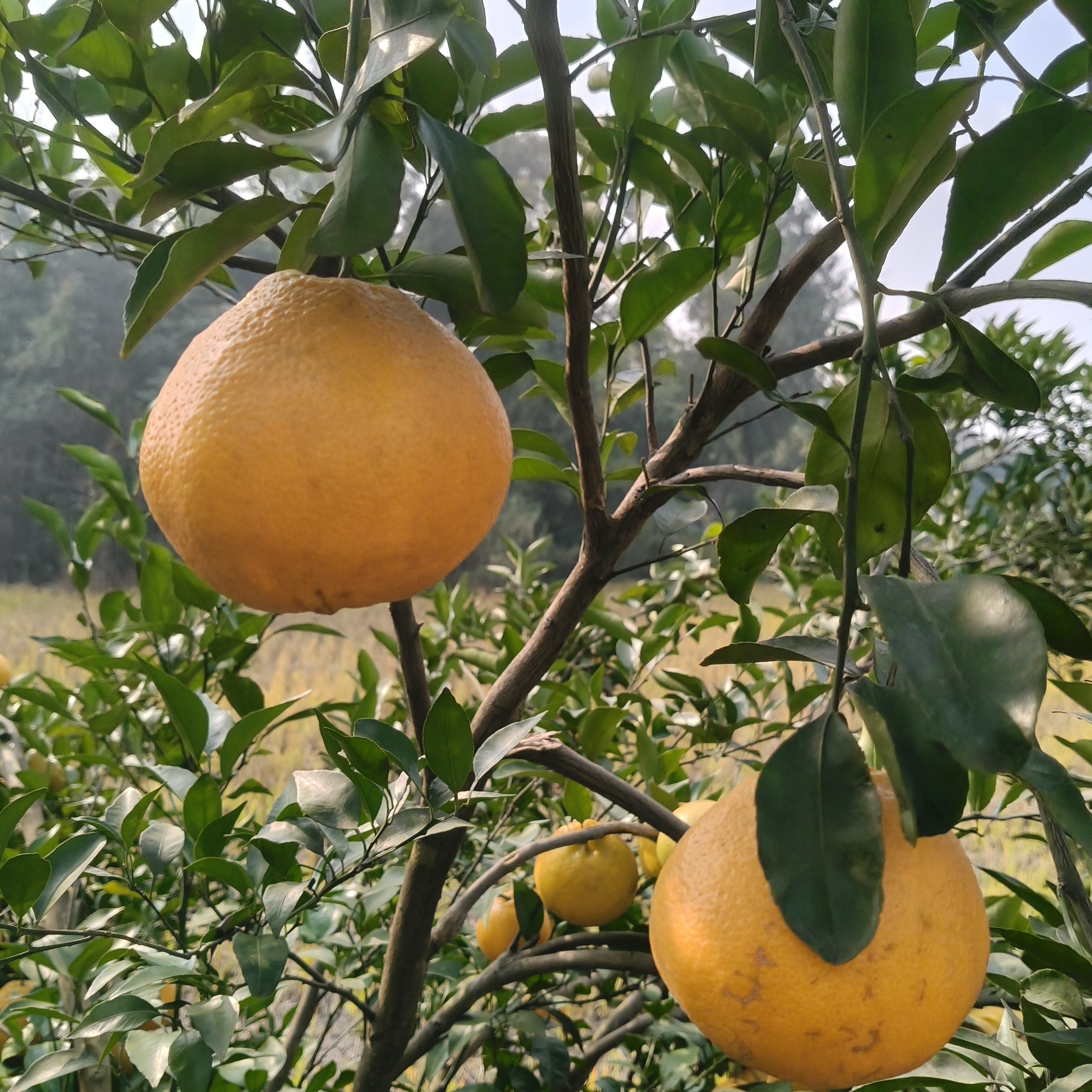 四川耙耙柑当季新鲜水果多汁香甜柑橘现摘现发