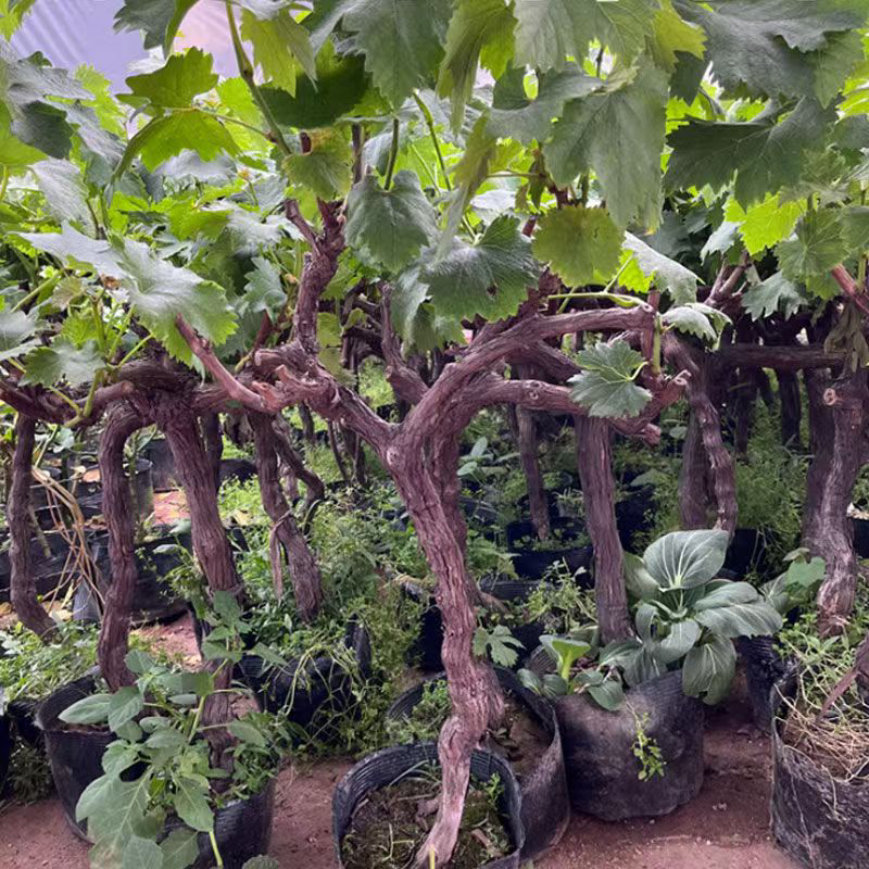 田园别墅庭院绿植盆景地栽盆栽《一物一拍》