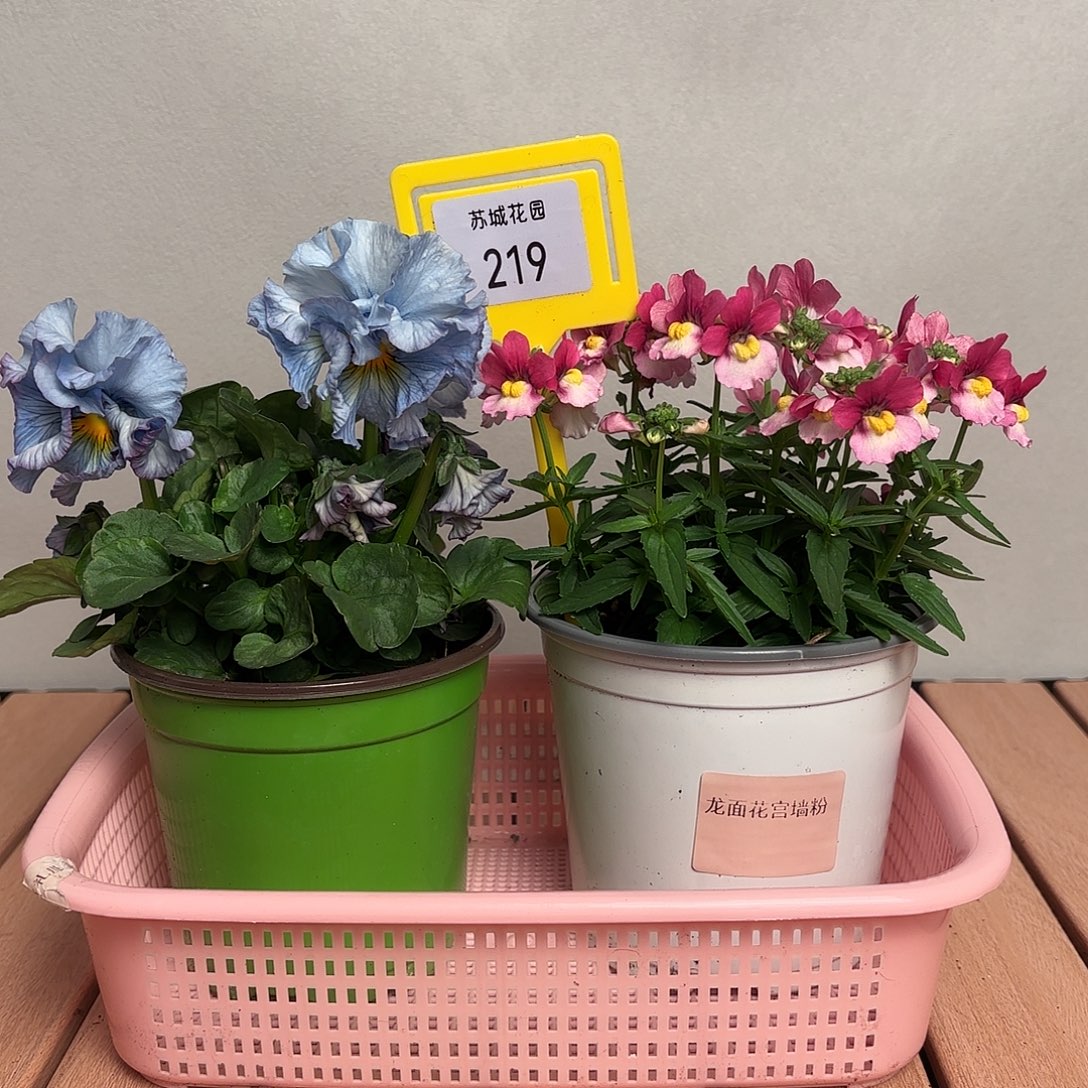 大部分开放少量花苞219