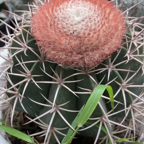 成云仙人球20米仙人球