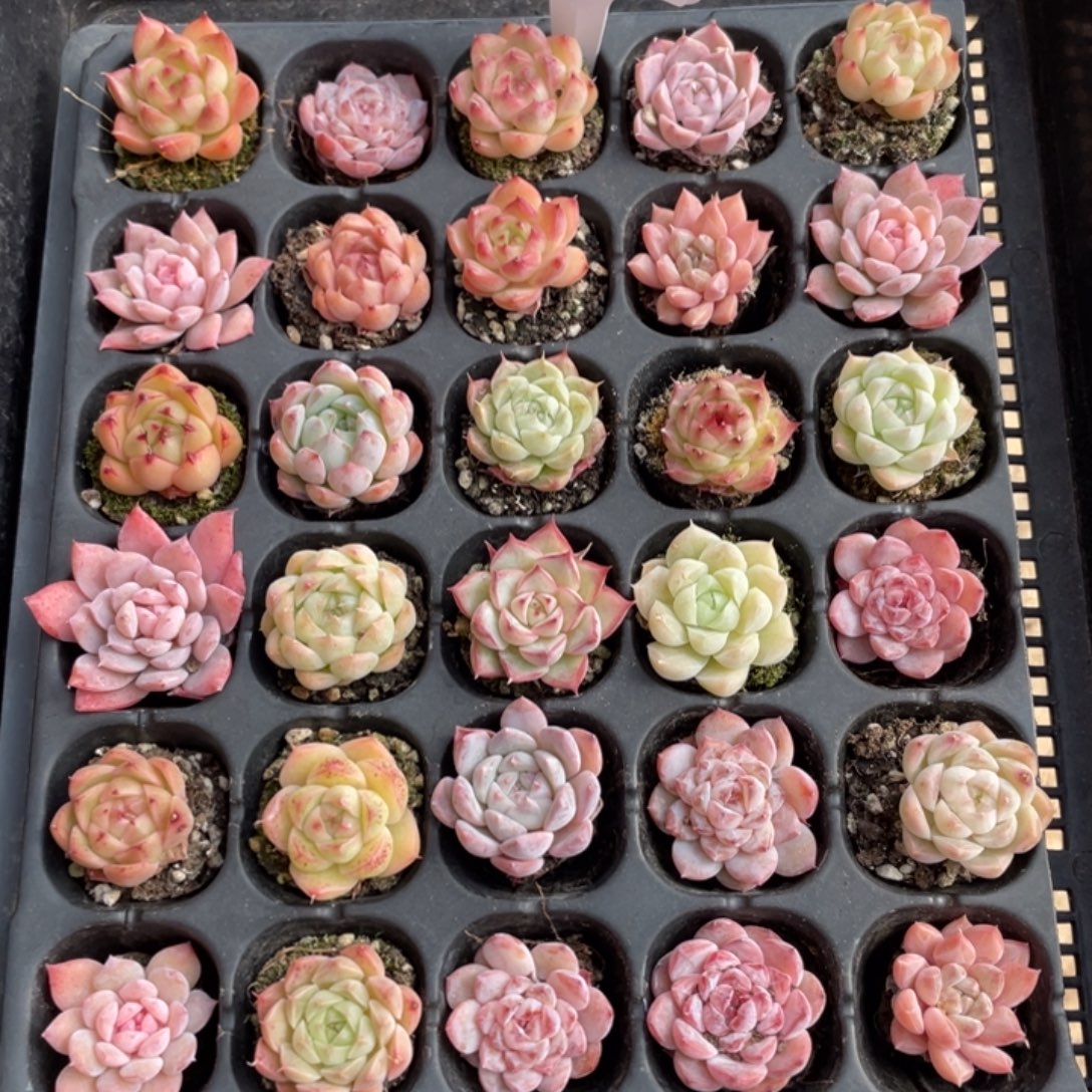 不包整散 盆子不售后1226