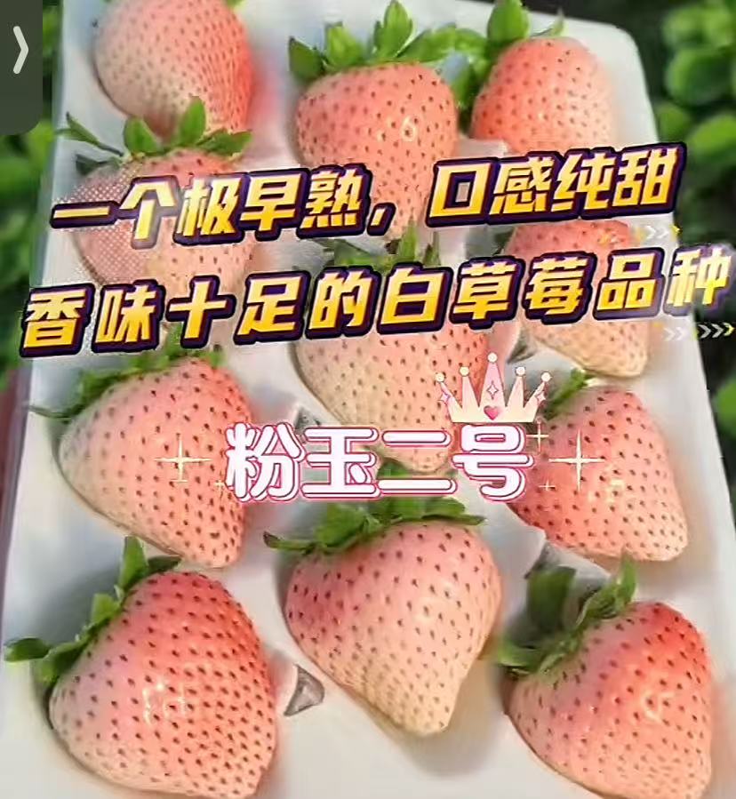 粉白色系列草莓苗 露天现挖发 南北方可种 盆栽地栽新手可种