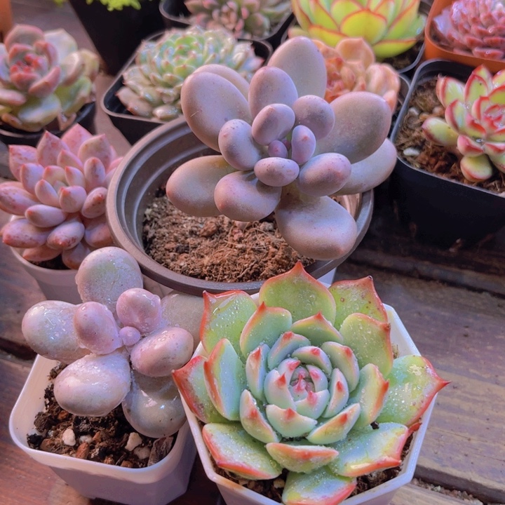 芭比奶 原始奶 吉娃娃