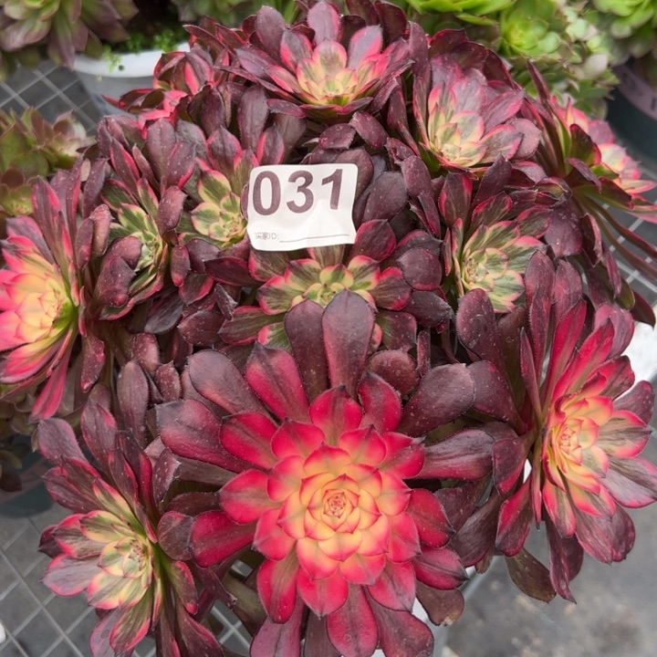 031烟花朵朵30厘米左右