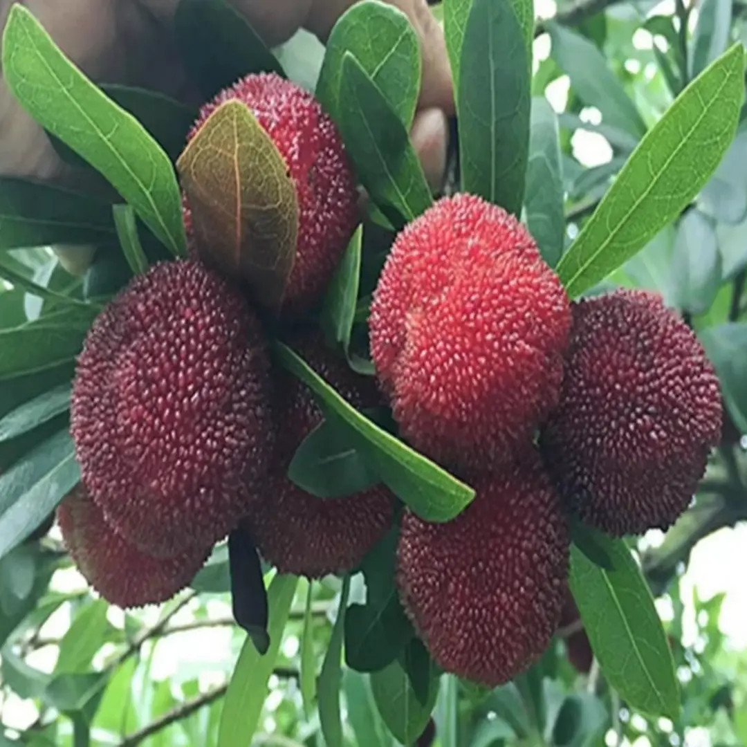 【正宗杨梅树苗】黑炭杨梅果树苗南北方杨梅苗阳台庭院盆栽地栽