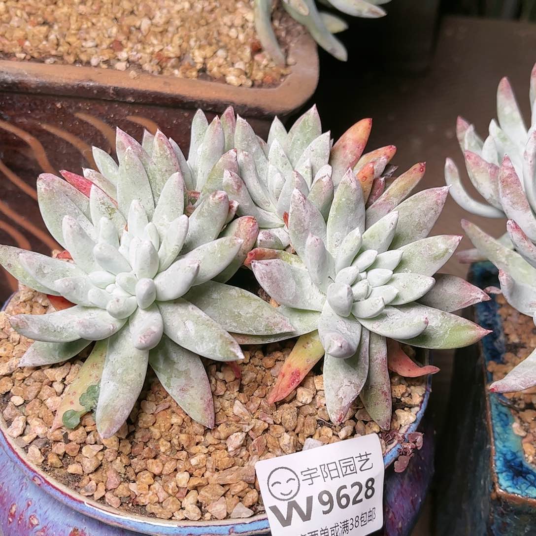 9628登西拇指仙女杯多肉