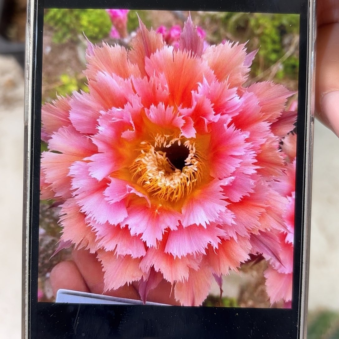 彩草羽毛1号6公分左右侧牙