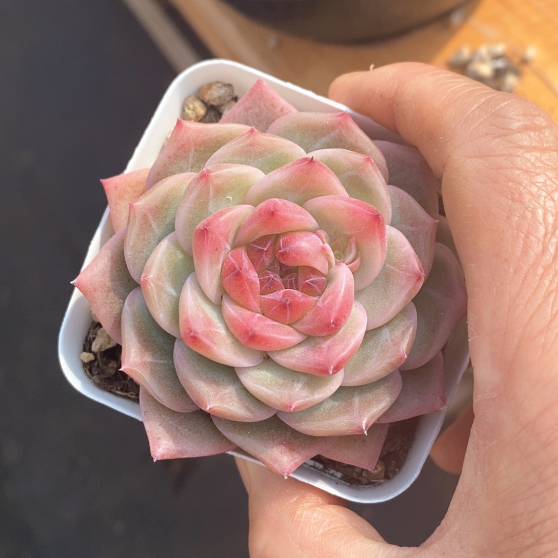 精品多肉一物一拍不包整2