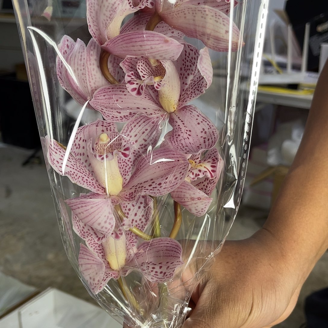 完全开放蕙兰（粉豹纹）1枝