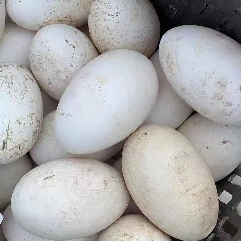 【鹅蛋】农家散养鹅蛋