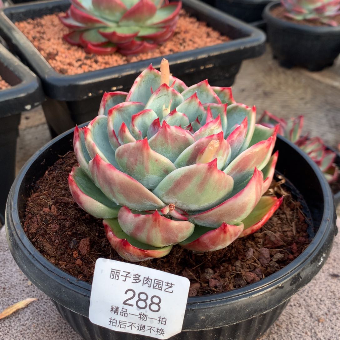 288花脸宽叶拉丝。尺寸10。多肉植物