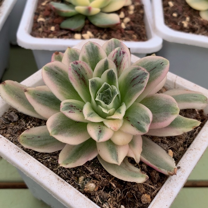 山地玫瑰锦锦上园艺一物一拍