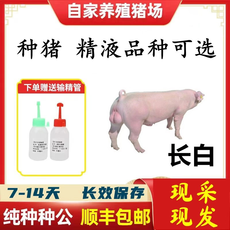 【长白】种猪优质精液批发品种可选一件包邮原种恒温箱发货包对版