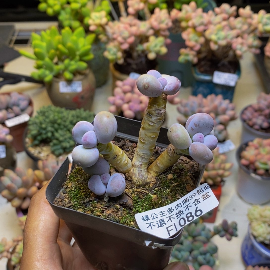 086蛋黄奶多肉6cm