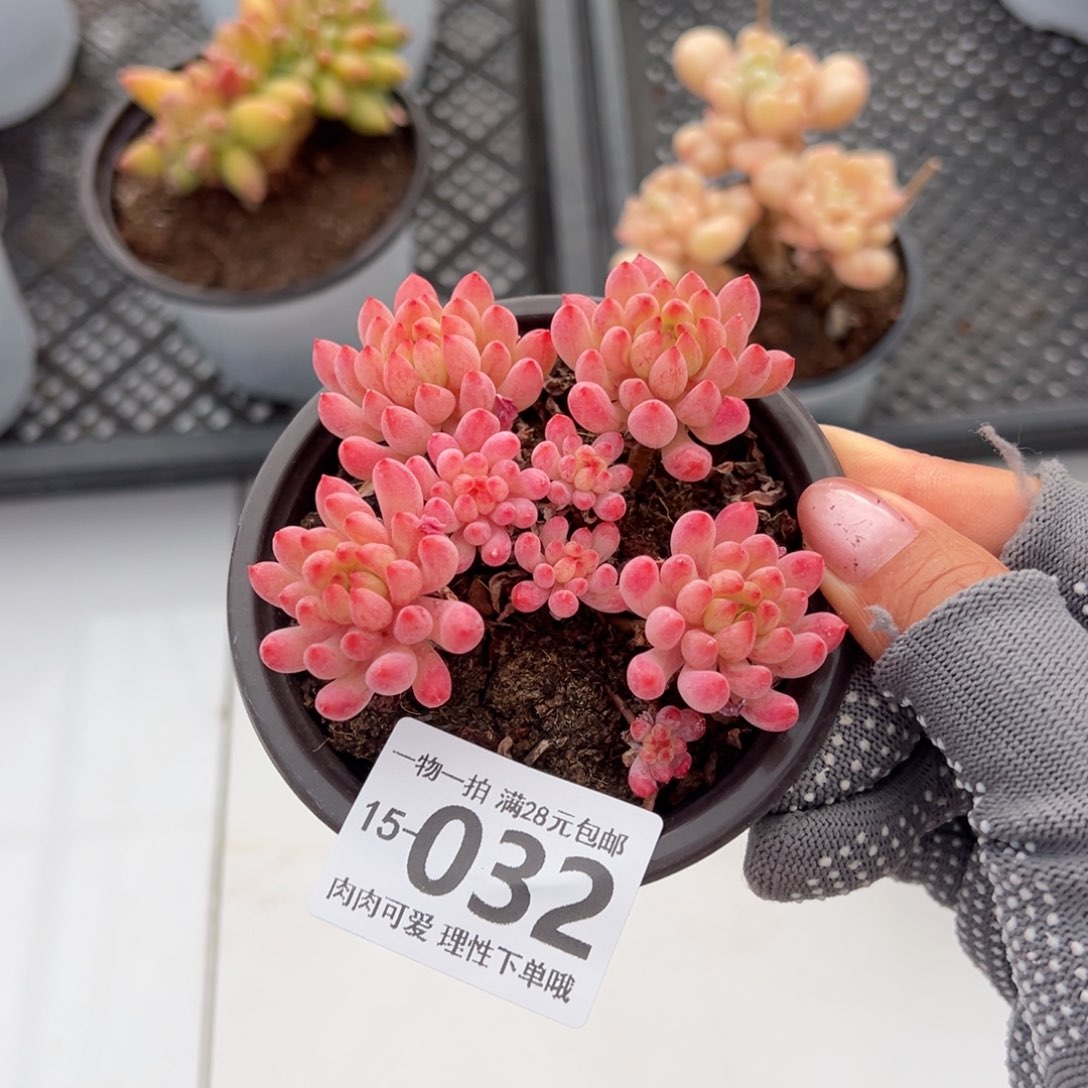 烟花多多肉多肉多肉多肉