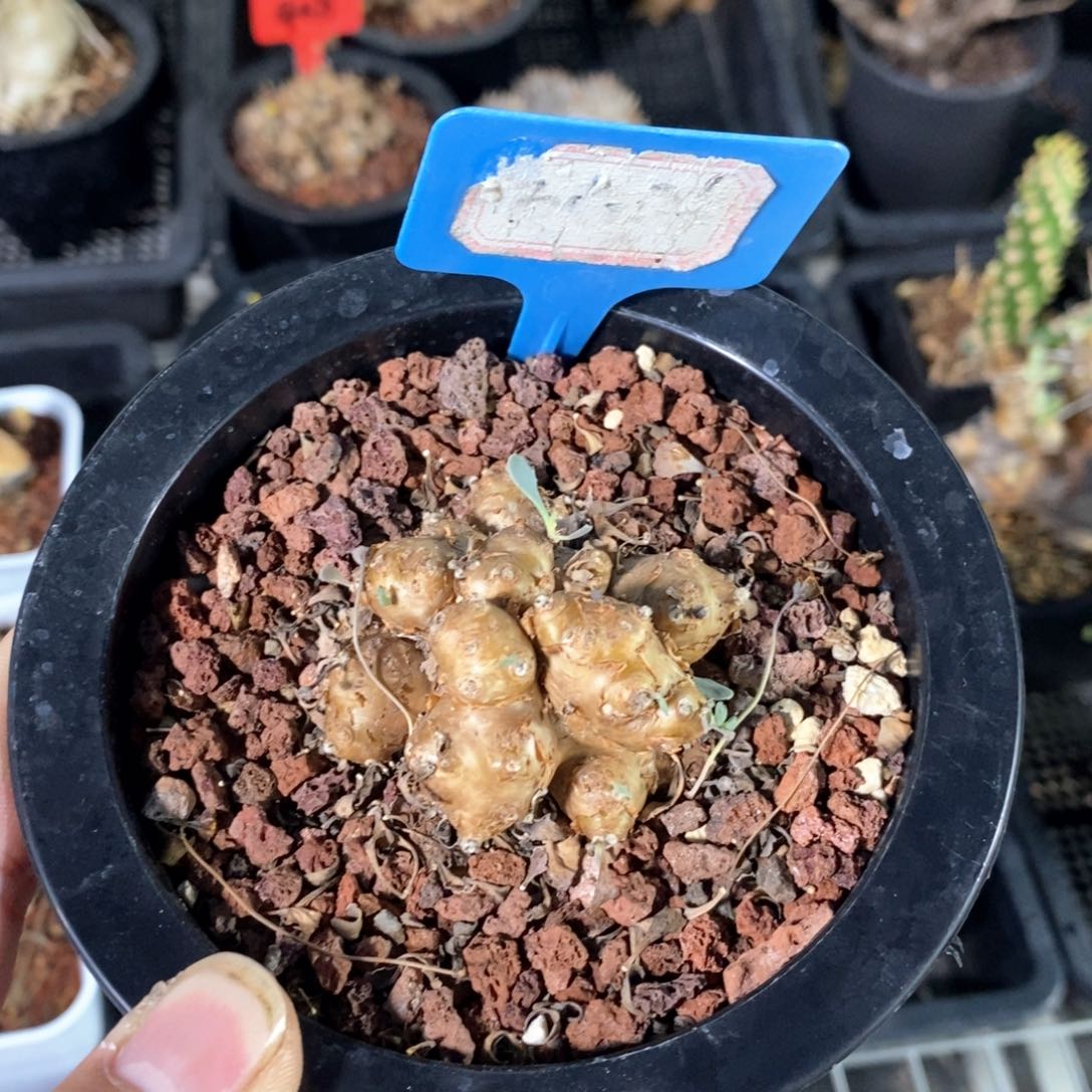 格加后墩菊多肉植物