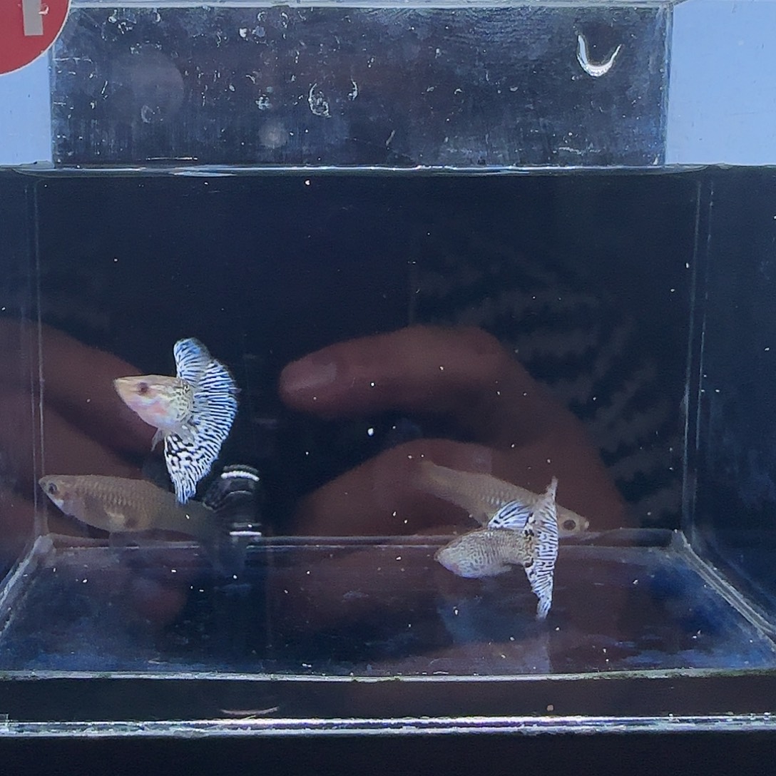 孔雀鱼大背银蛇2对