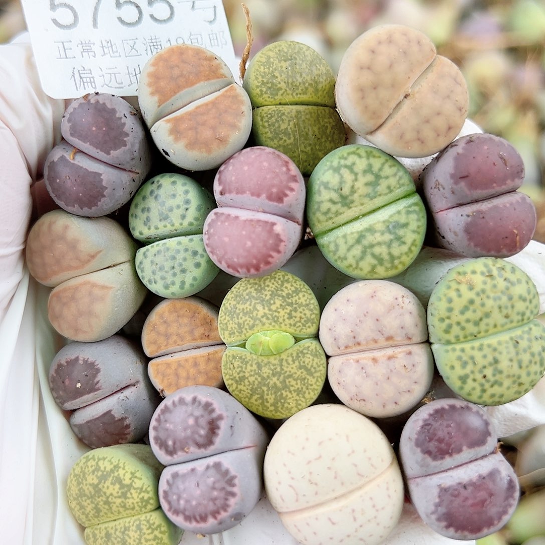 5755 好养易活生石花大母本18个