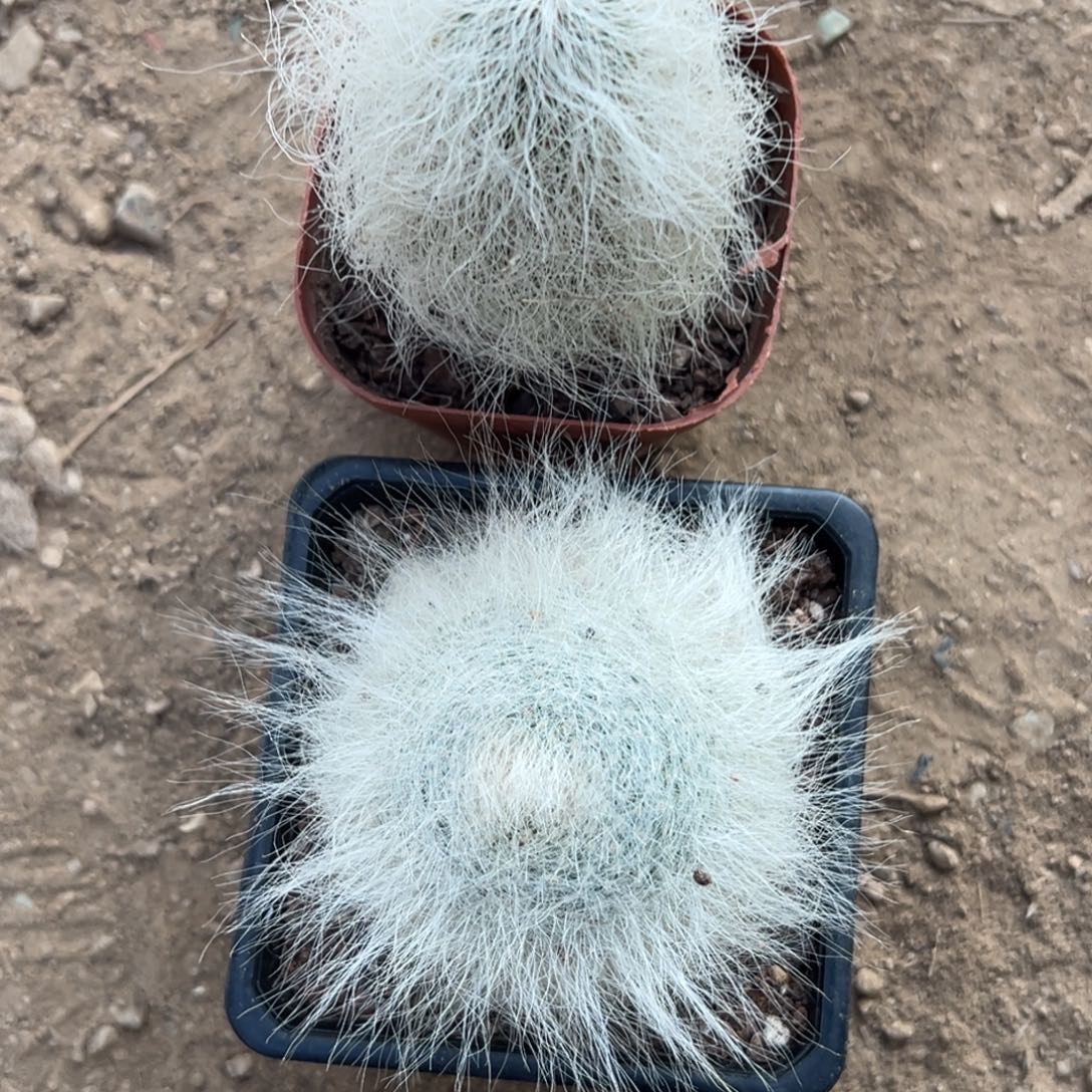 小***干零零落落 零零落落