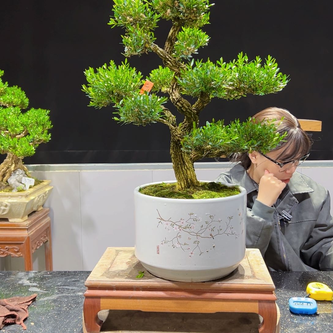 四季常青老桩黄杨盆景