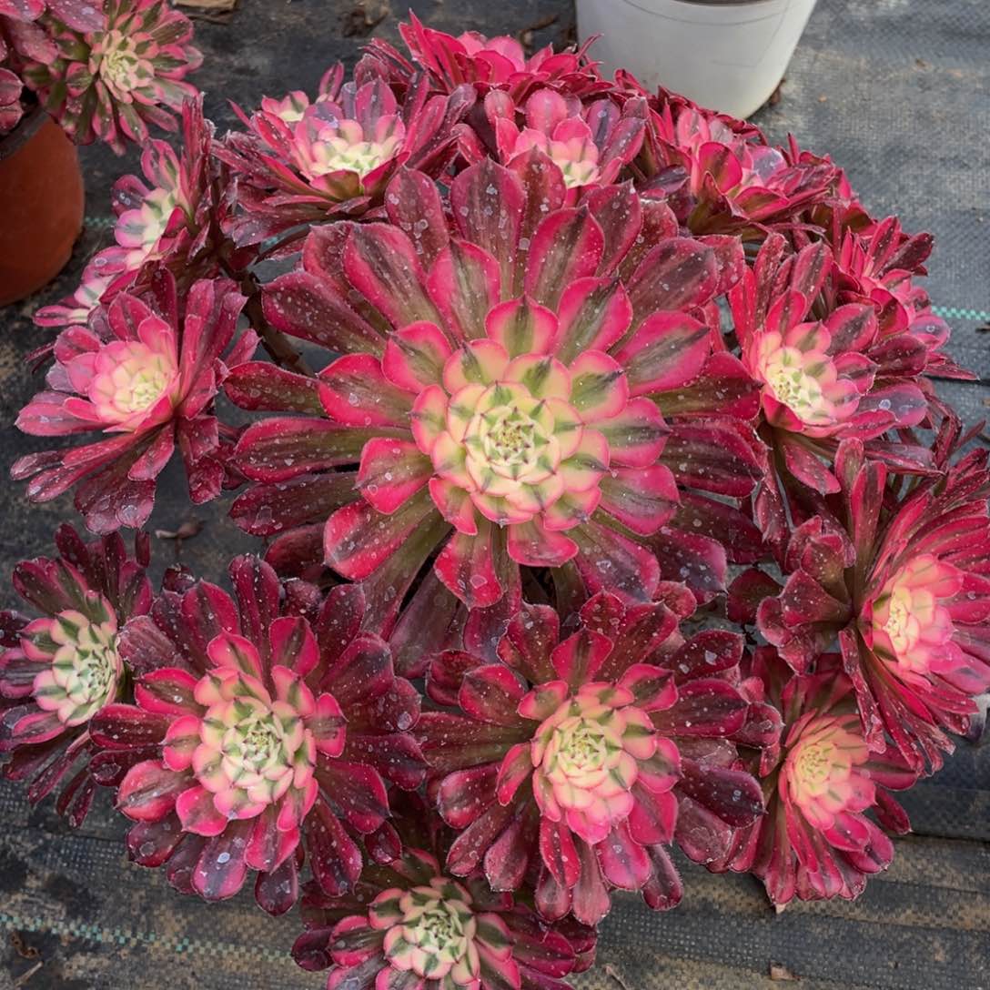 749红铜白精品法师多肉