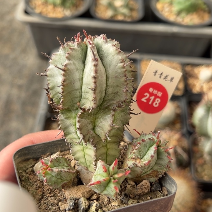 实生白衣魁伟玉群一棵仙人球