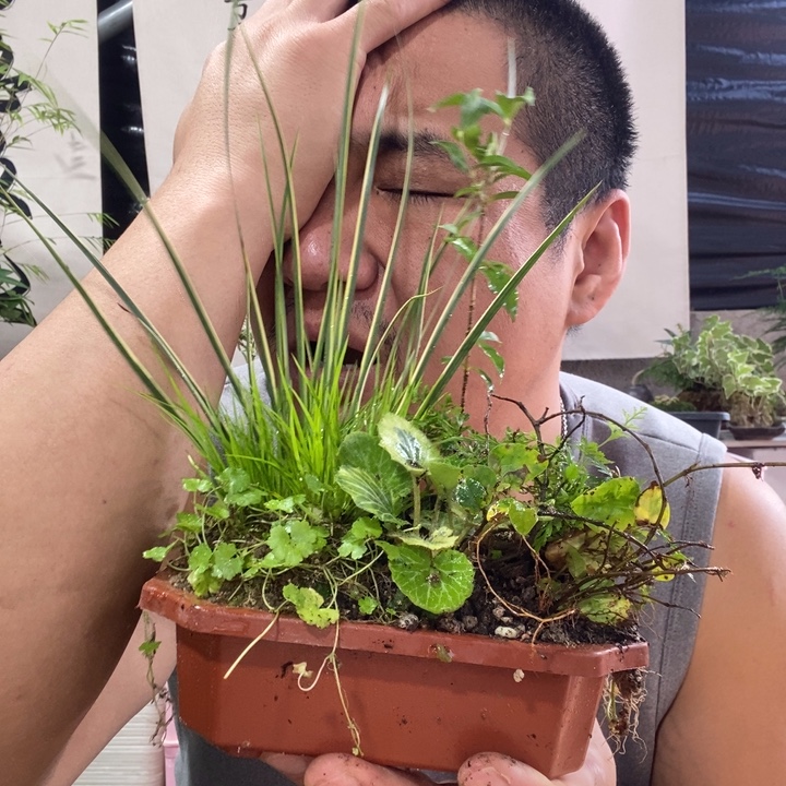 老***”以实际为准盆景绿植盆栽86