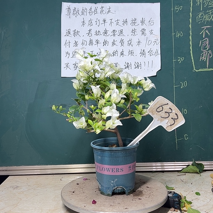 全部花苞  白雪公主  633