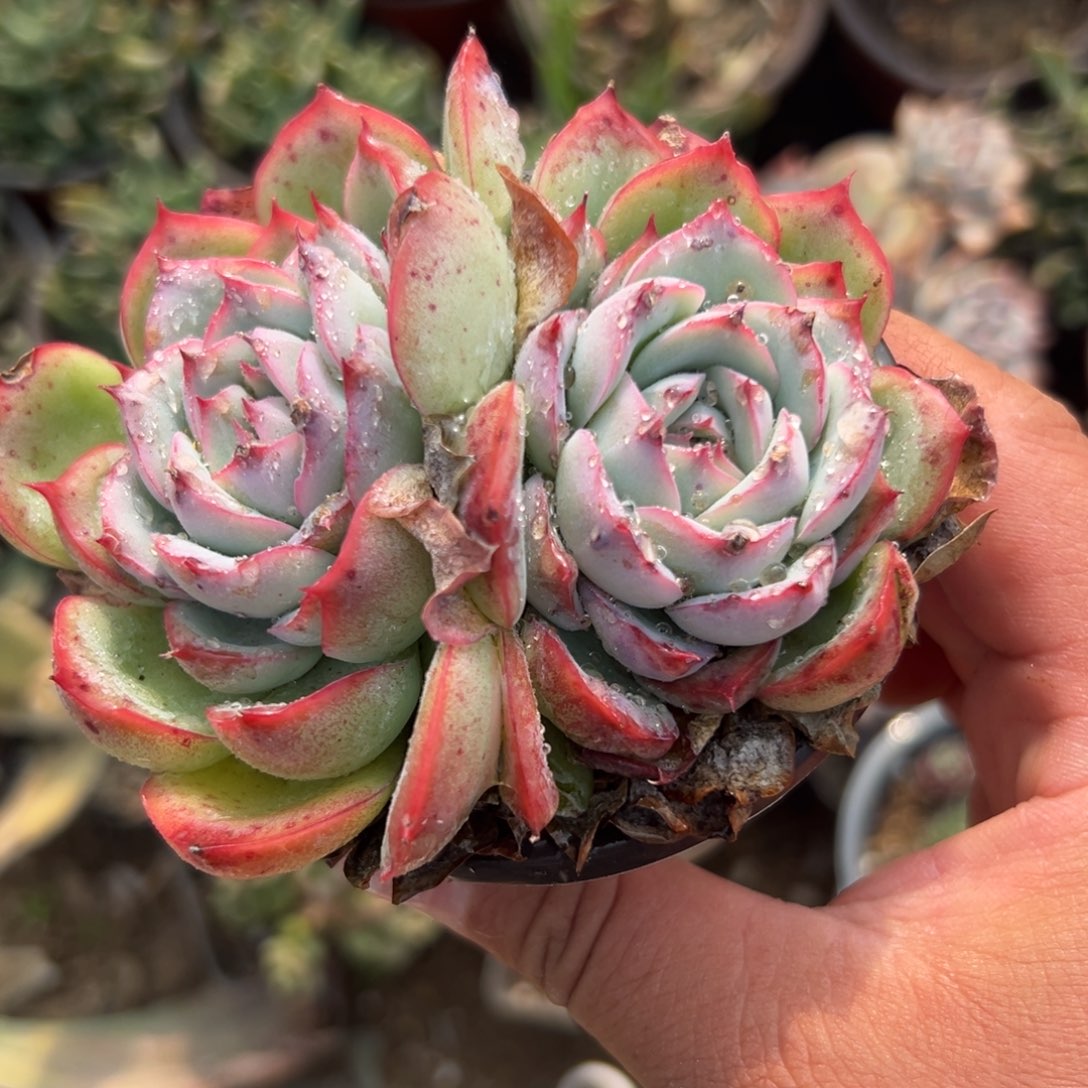 多肉植物多肉植物