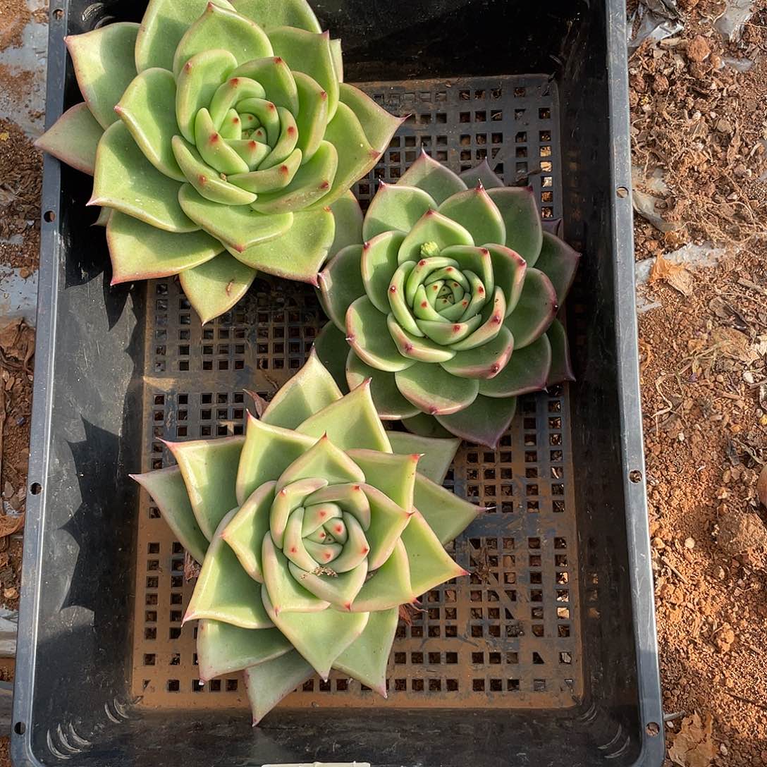 若如东云组拍E755