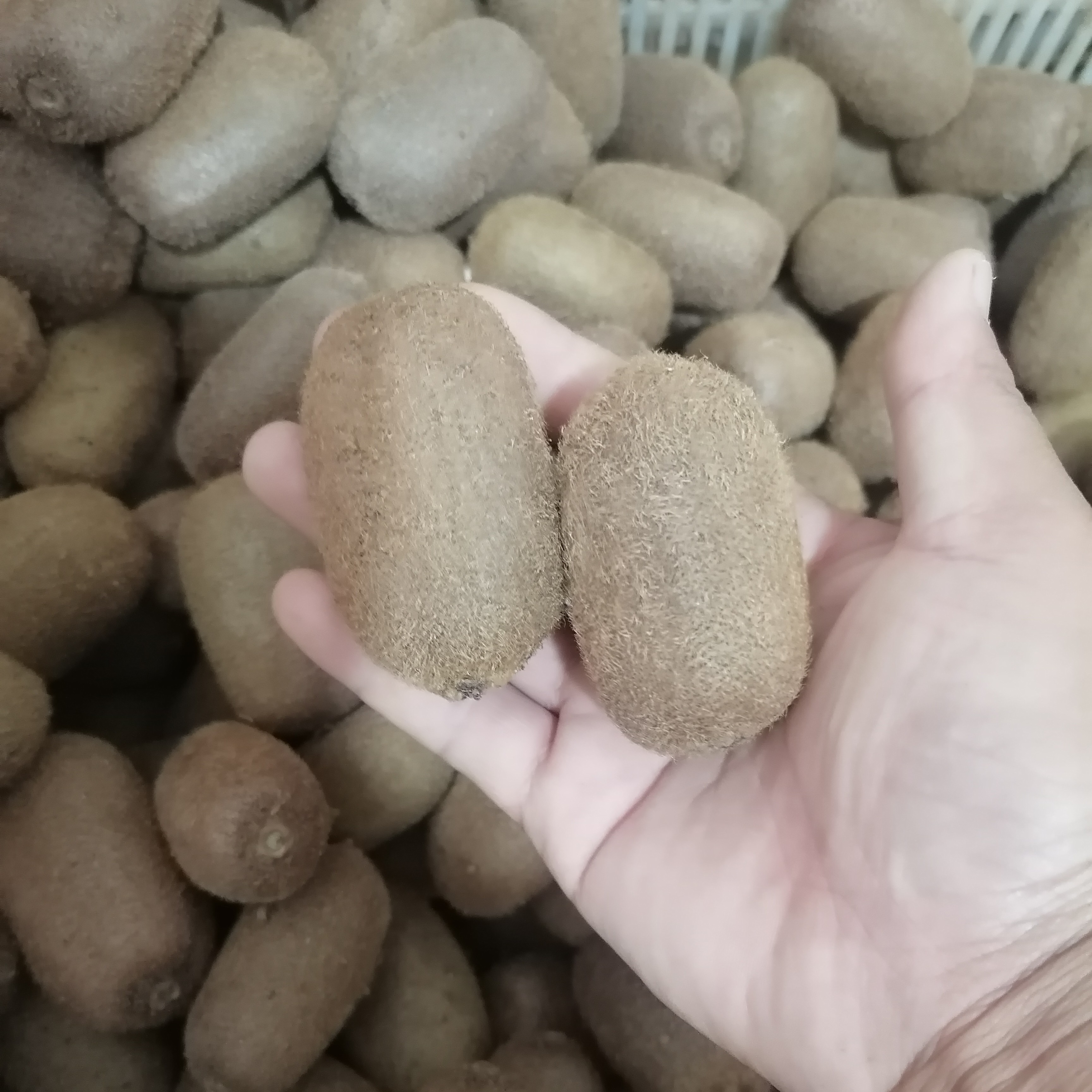 贵州高山农家自种猕猴桃，修文贵长猕猴桃