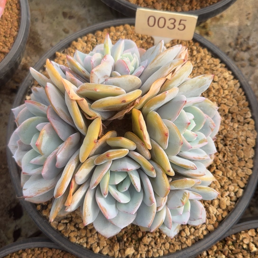 0035。      奶茶五头多肉