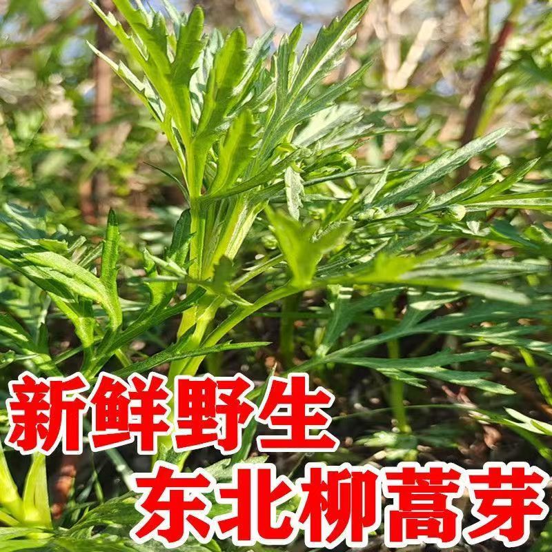 柳蒿芽山野菜东北特产山野菜蘸酱菜柳蒿芽新鲜野菜现货现