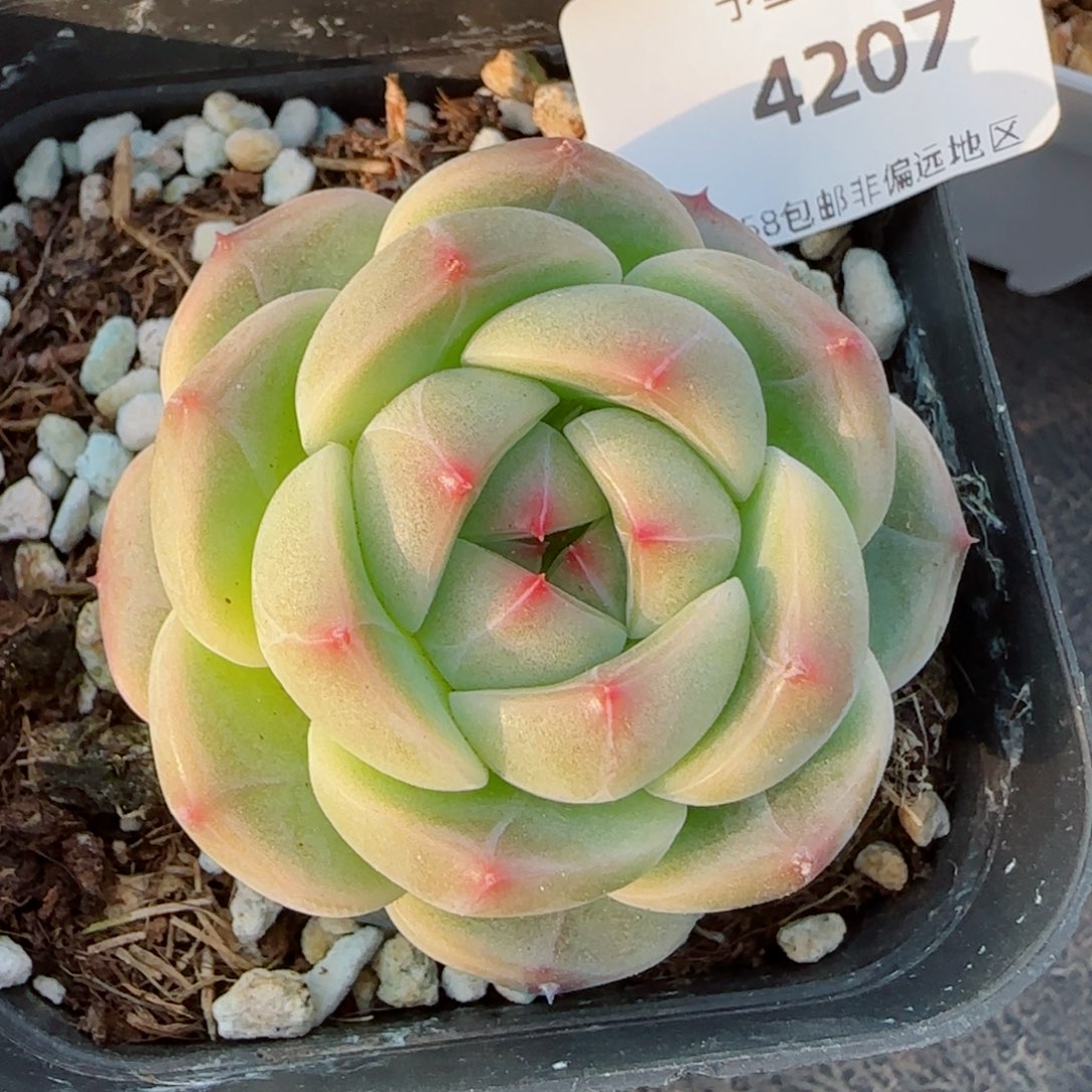 星辰，4207多肉植物