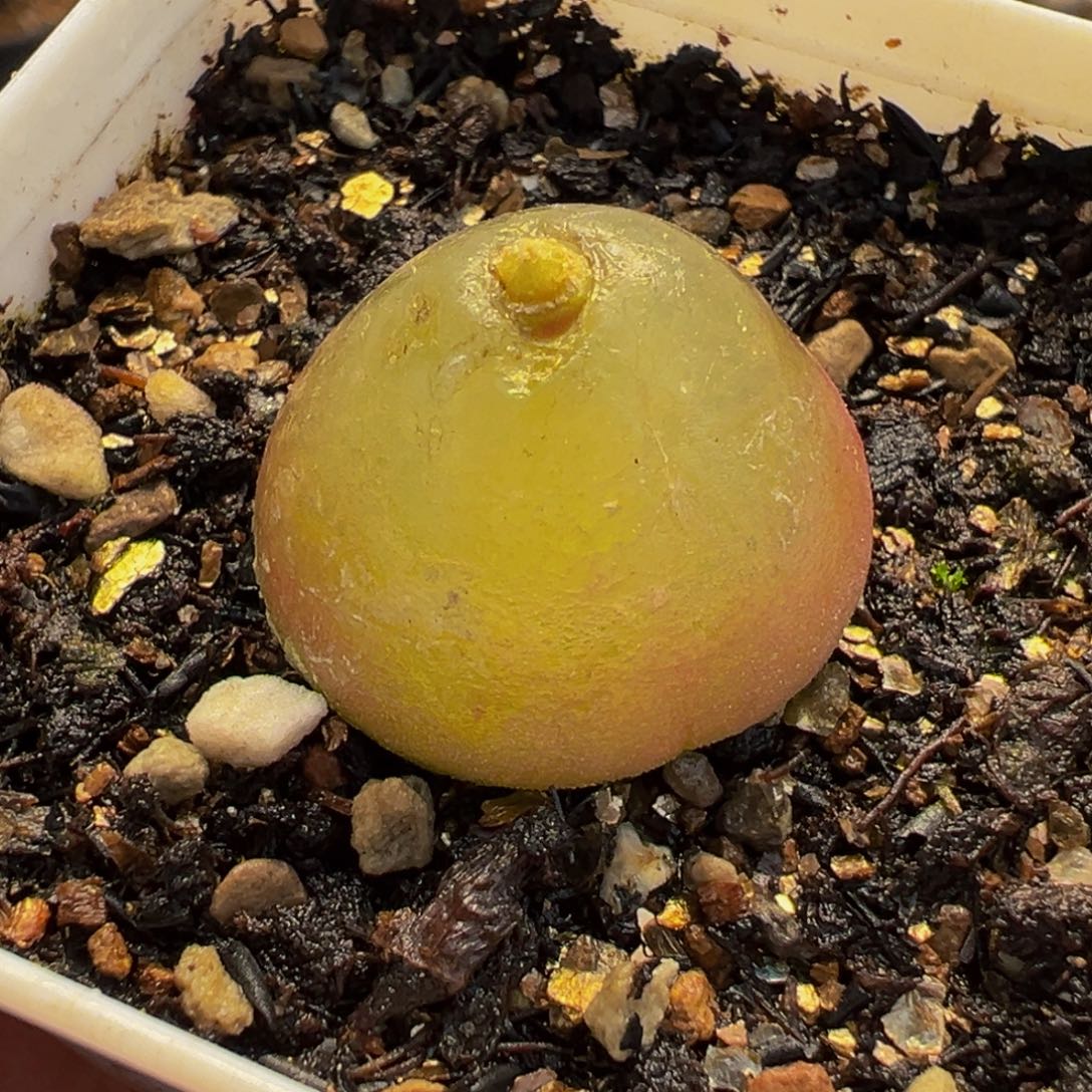 851多肉植物种类多样