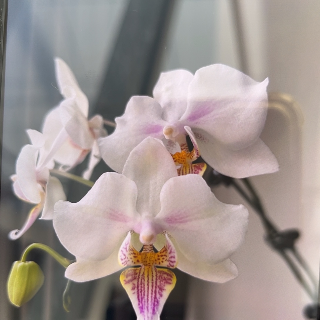 无花朵3.5寸微笑天鹅苗