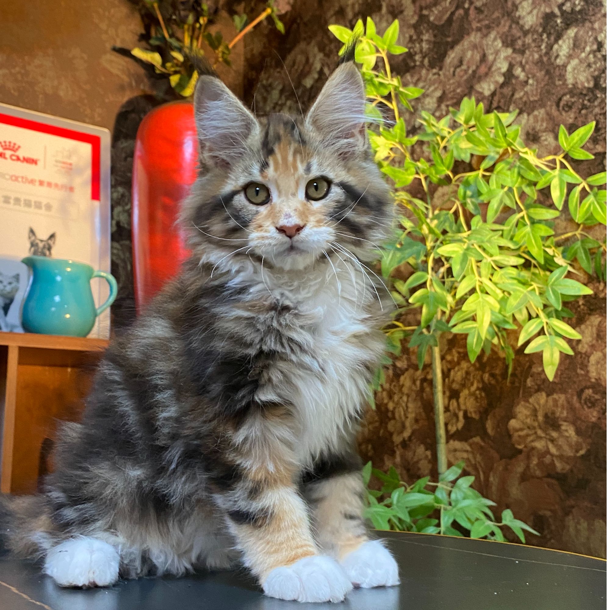 缅因大刷子三花母