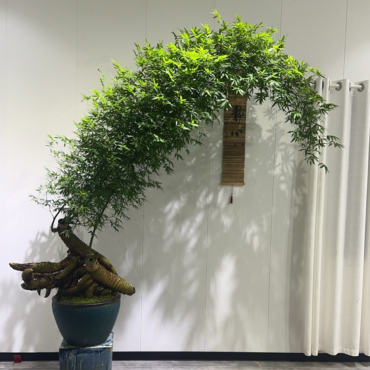 精品小叶簕竹盆景打造室内自然小景观