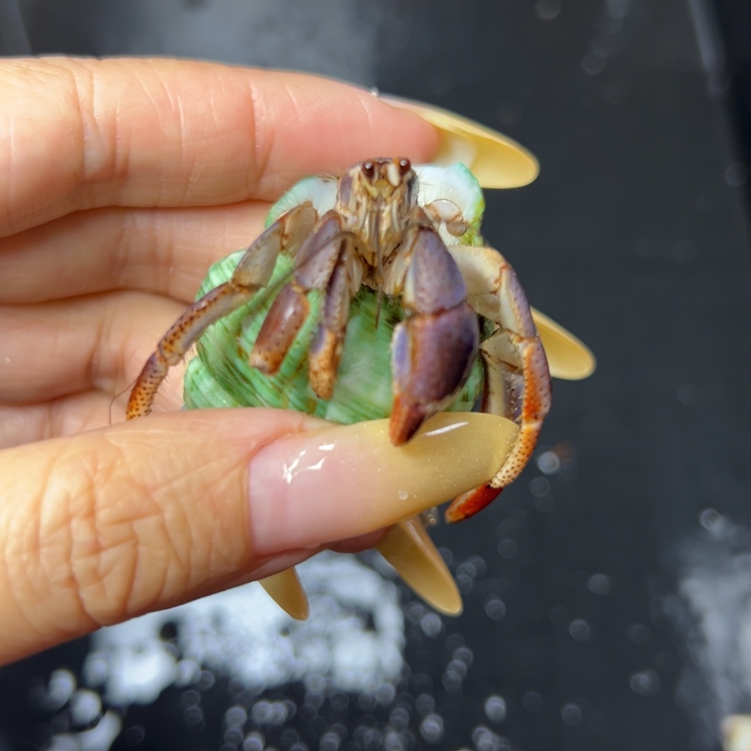 西伯寄居蟹欢迎参与