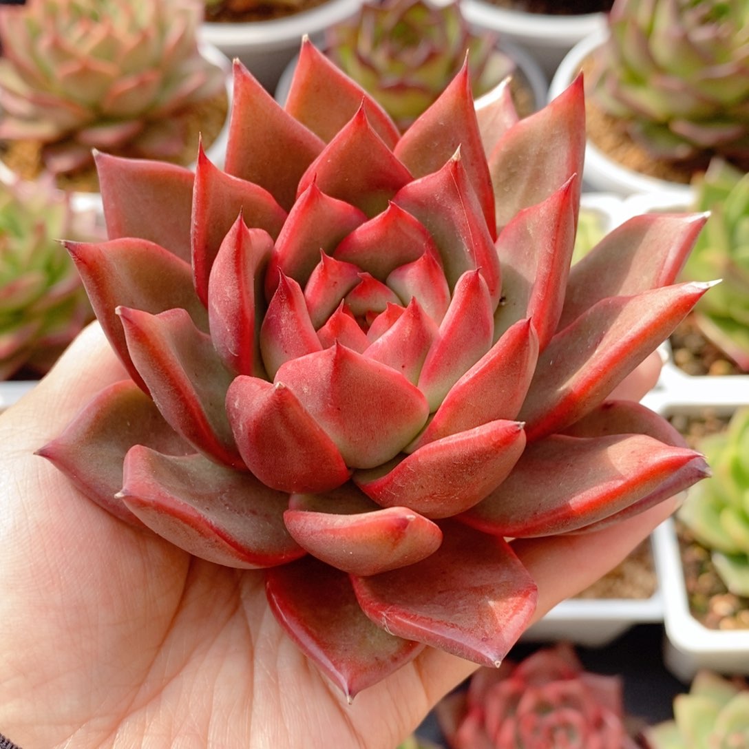 193 号东云系多肉植物