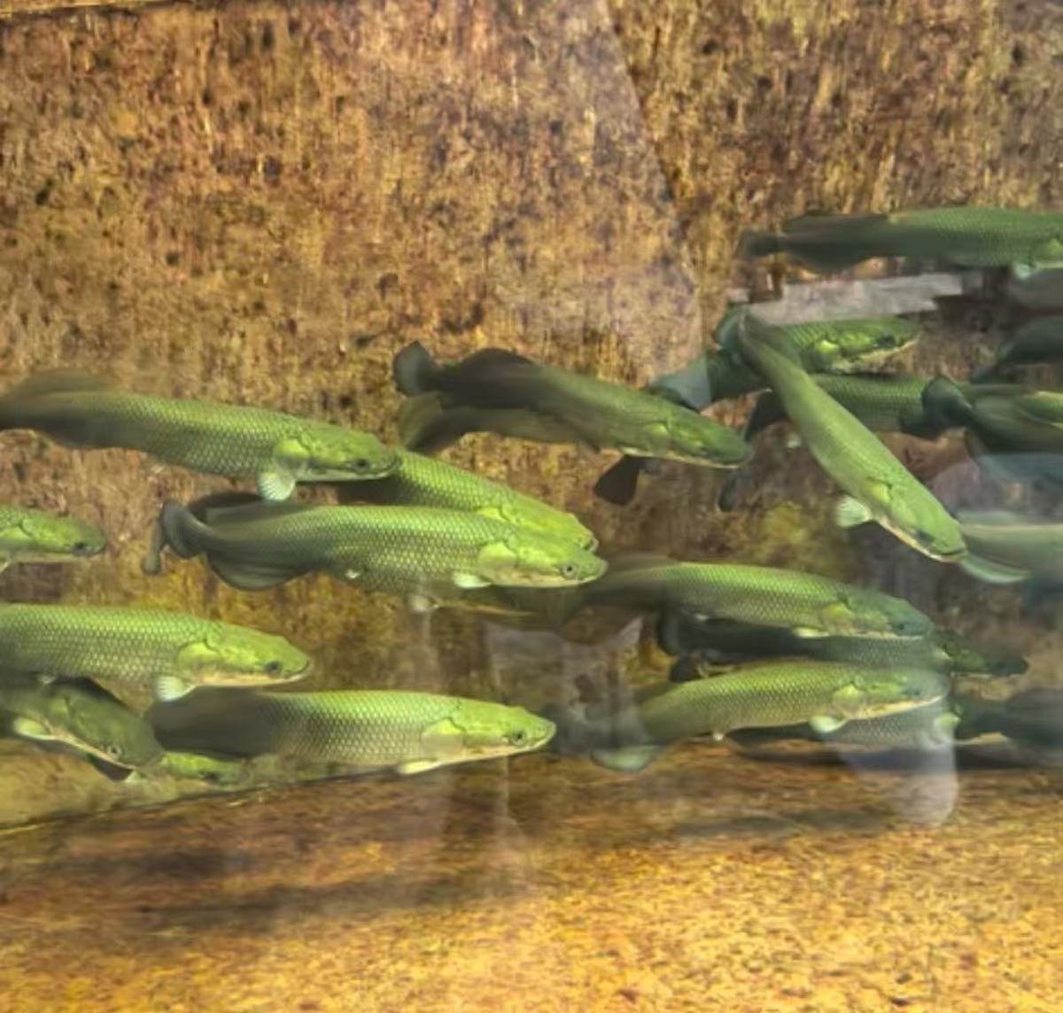 红尾海象猛鱼活体鱼面课混养适合水族饲养