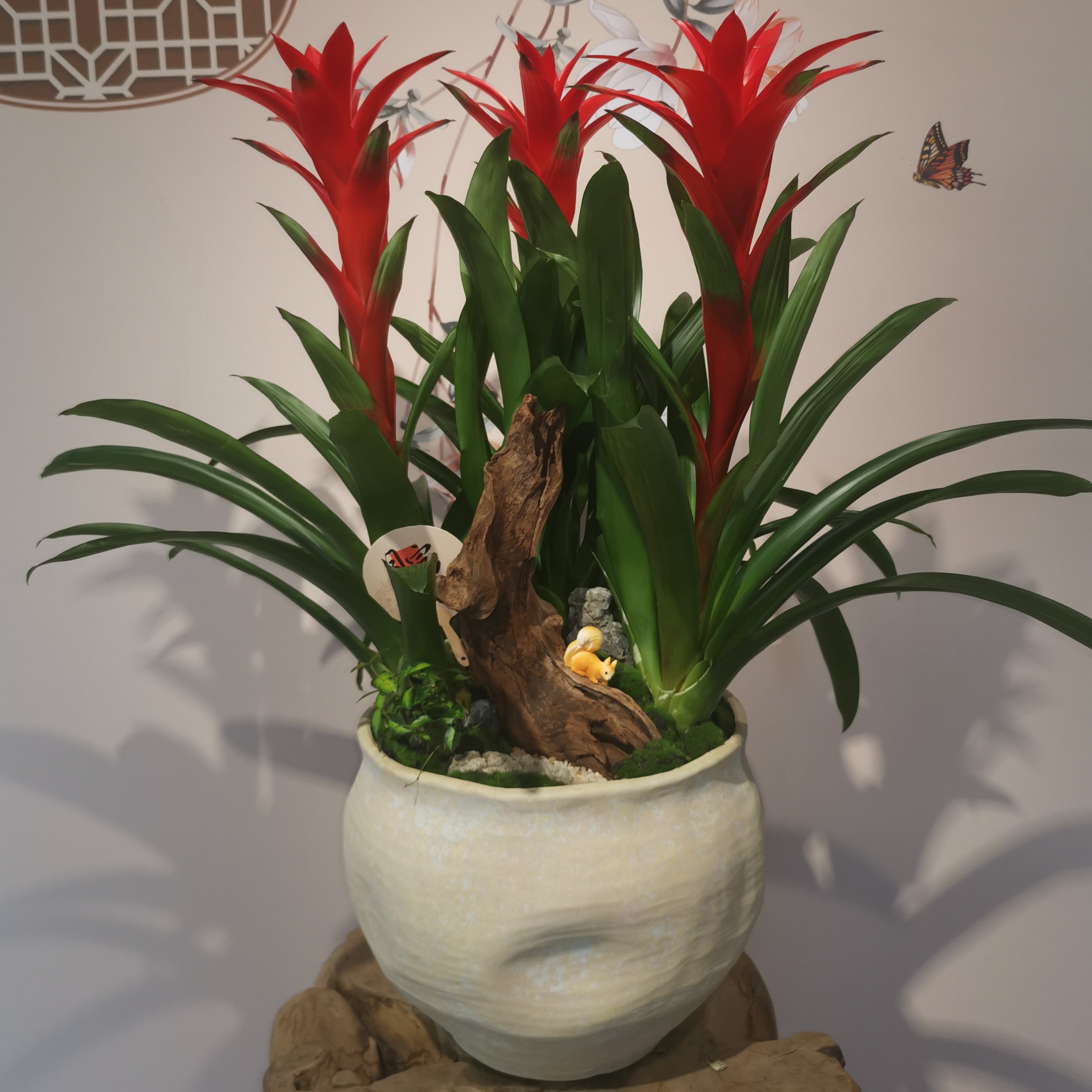 年宵花鸿运当头凤梨花绿植盆栽好养适合客厅四季开花
