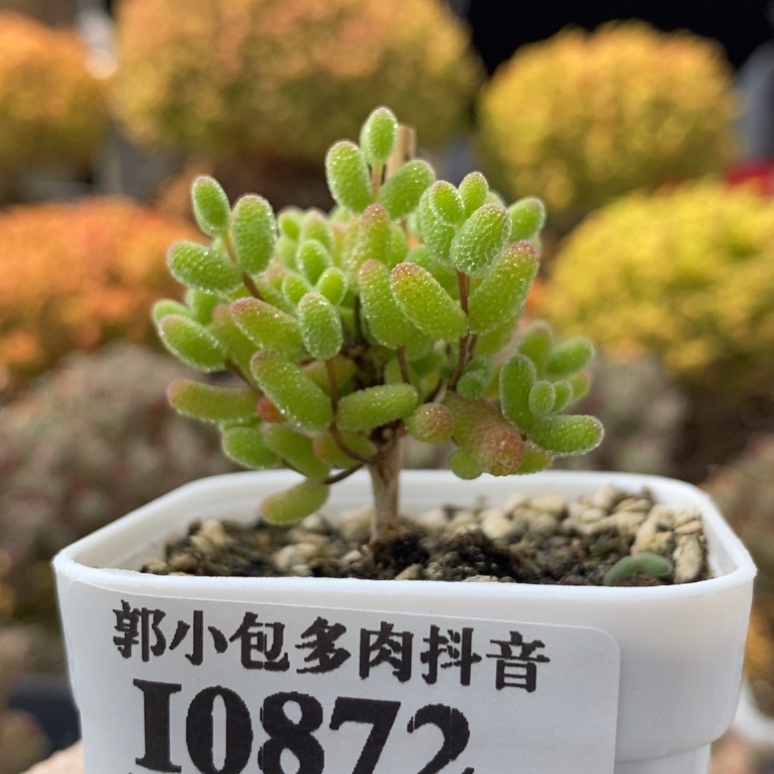 蜜橘糖球0872枝干番杏
