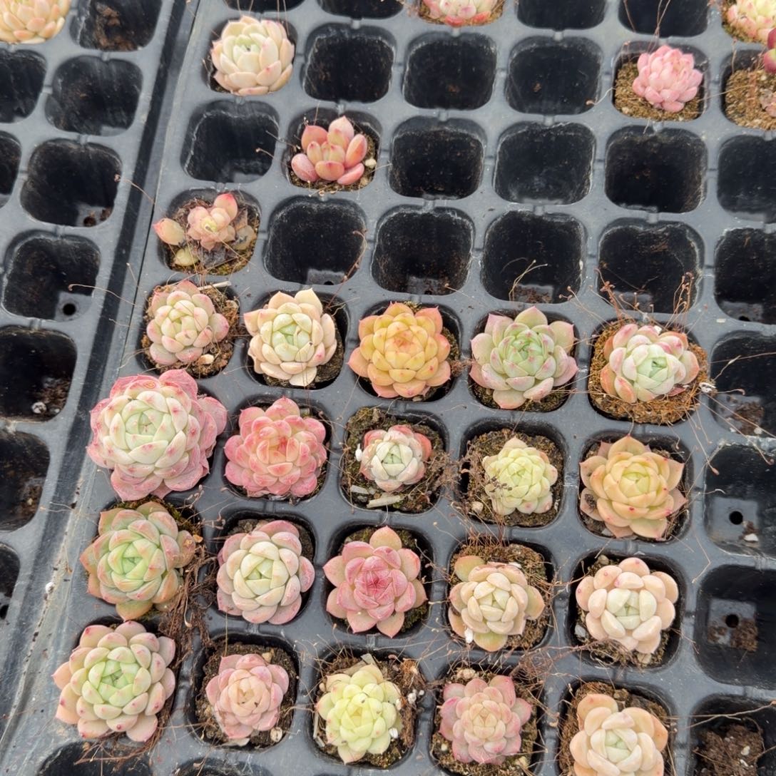 23-8月影杂交香槟小喵二十颗量拍左四