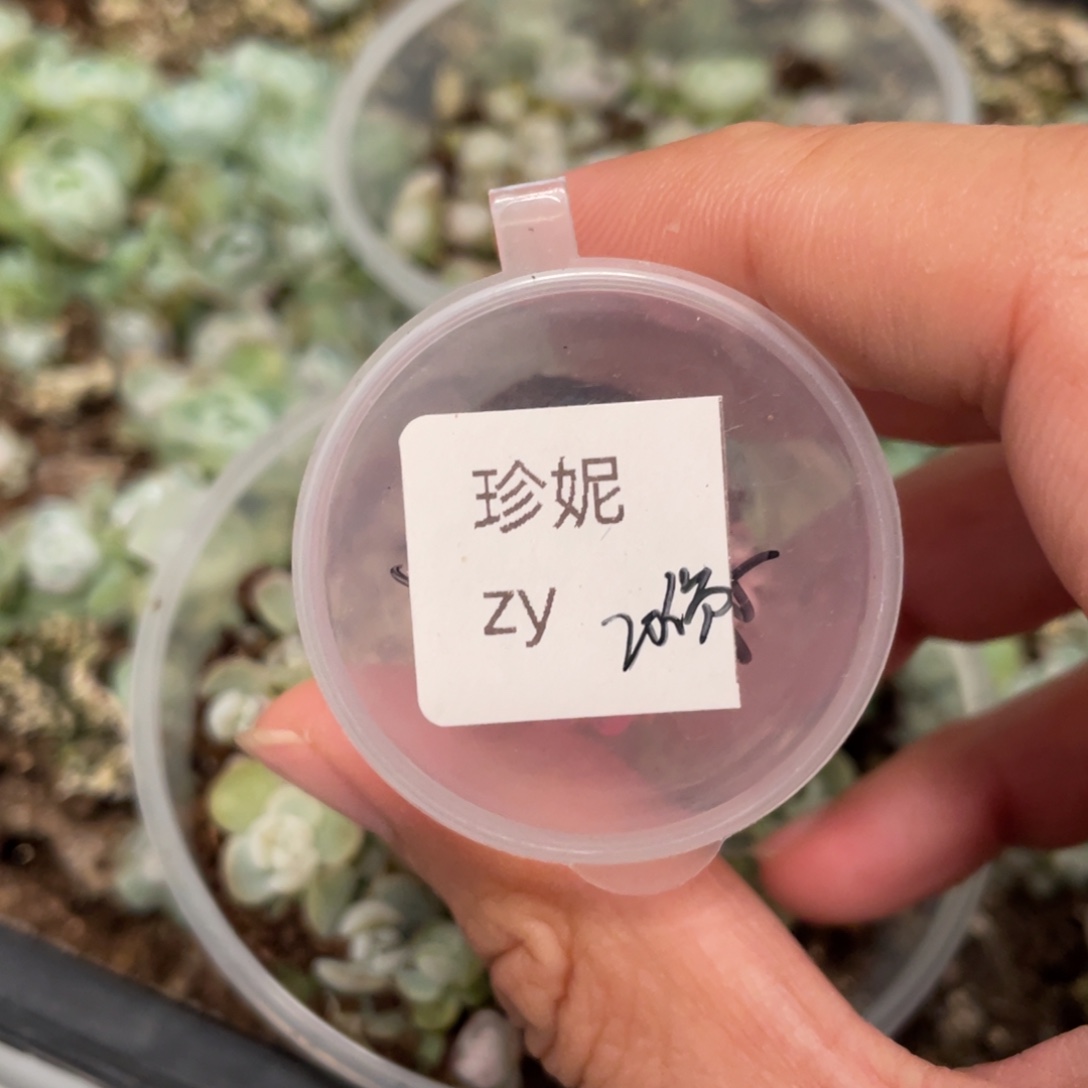 珍妮✖️皱叶20粒，新品