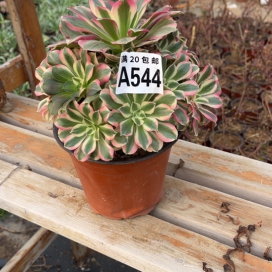 544女巫法师不包断枝