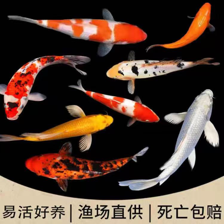 锦鲤观赏鱼花色好养耐活冷水观赏鱼小鱼苗淡水鱼风水招财鱼耐寒冷