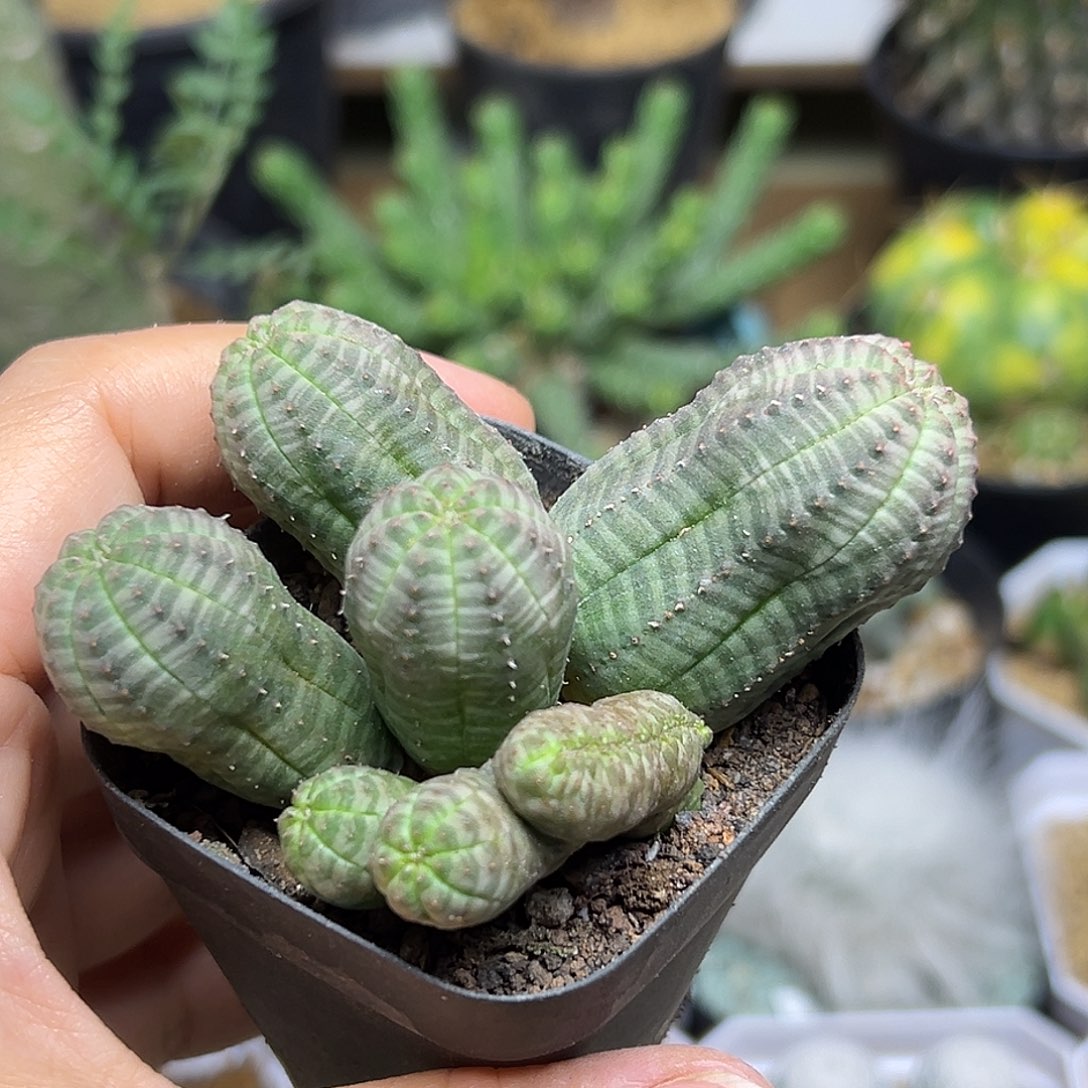 布纹球缀化群一颗一颗